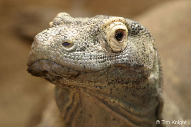 Un primo piano di un Varano di Komodo