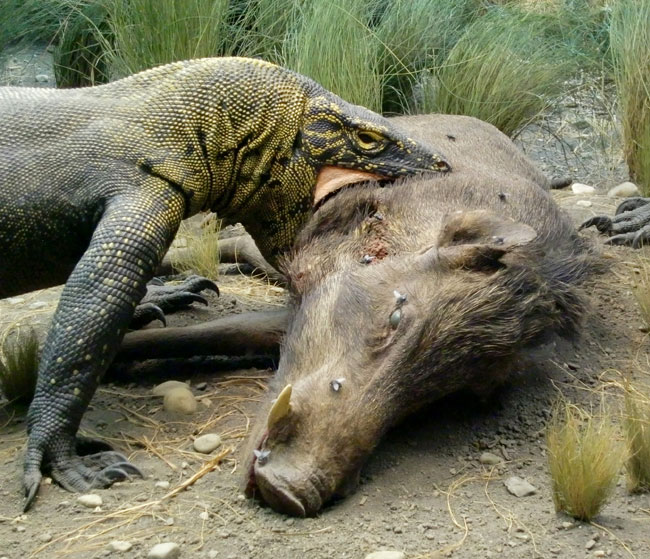 Un Varano di Komodo addenta un cinghiale morto