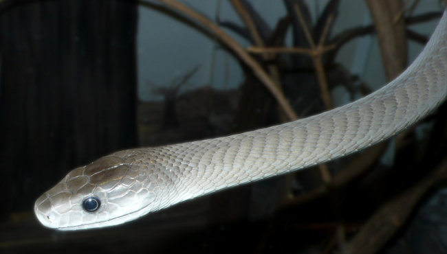 Il profilo elegante di un mamba nero