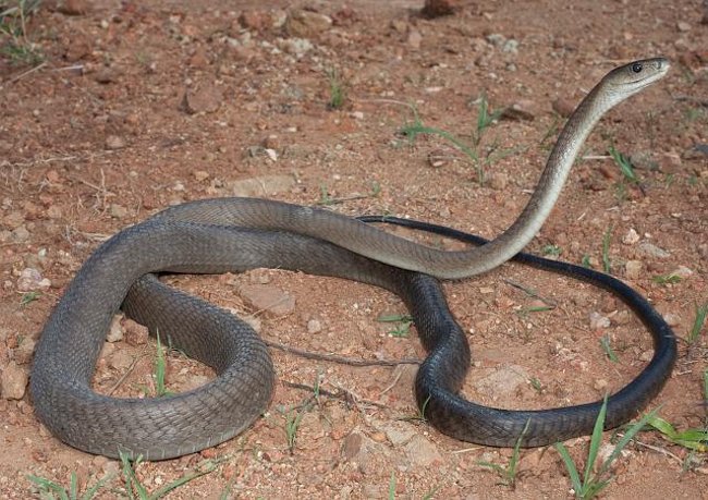 Un black mamba a terra: il serpente più veloce