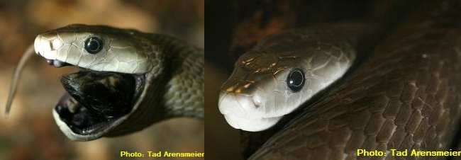 Due black mamba