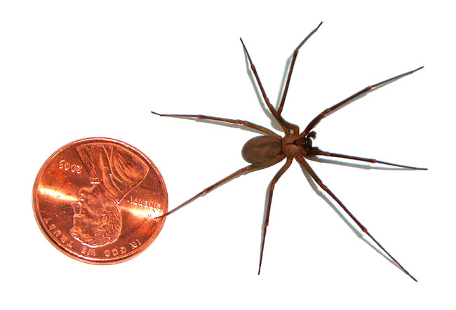 Le dimensioni del brown recluse spider