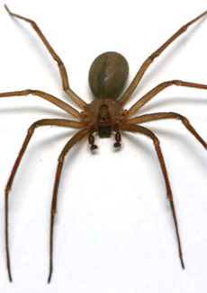 Ragno Eremita (Loxosceles reclusa)