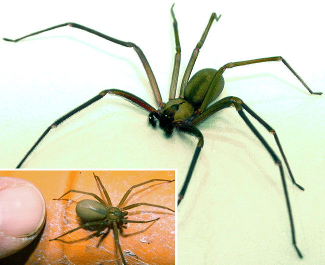 Una foto con le proporzioni del brown recluse spider