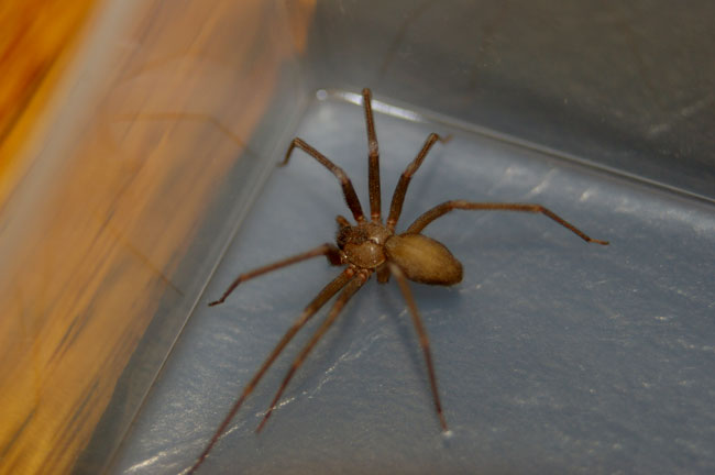 Una foto di un brown recluse spider in cattività