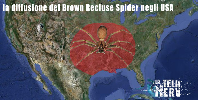 La diffusione del brown recluse spider negli USA