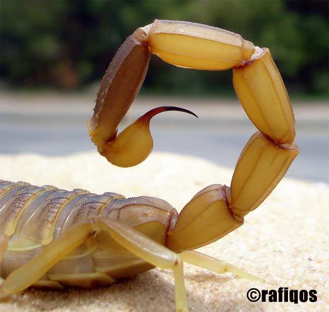 Foto dell'aculeo e della coda di uno scorpione giallo
