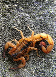 Scorpione Giallo Death Stalker (Leiurus quinquestriatus)