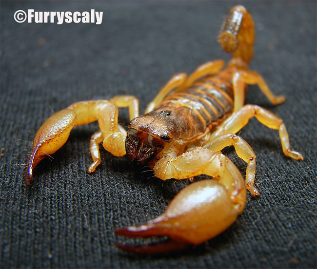 Scorpione Giallo Death Stalker Leiurus Quinquestriatus