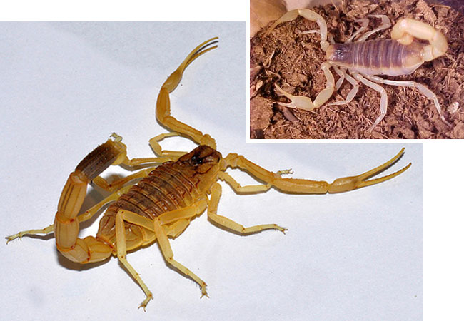 Foto di scorpioni gialli