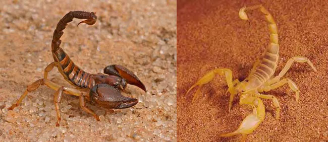 Foto di altri scorpioni gialli