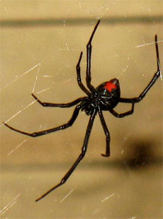 Vedova Nera (Latrodectus mactans)