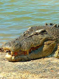 Coccodrillo Marino (Crocodylus porosus)