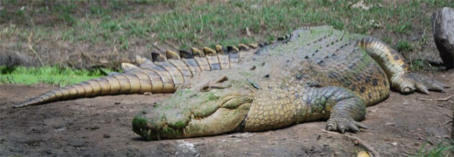 La foto di un coccodrillo d'aqua salata