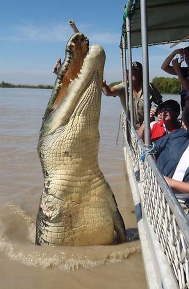 Un coccodrillo marino salta fuori dall'acqua