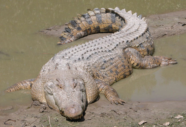 Grosso, lungo, pesante e letale: il saltwater crocodile