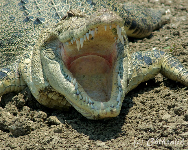 Le fauci di un coccodrillo d'acqua salata