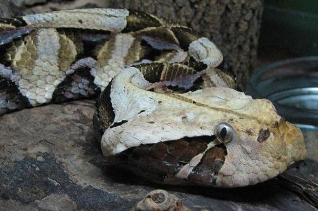 La foto ravvicinata della testa di una Bitis Gabonica