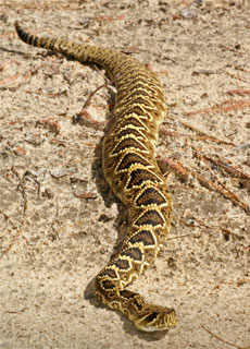 Crotalo Diamantino Orientale (Crotalus adamanteus)