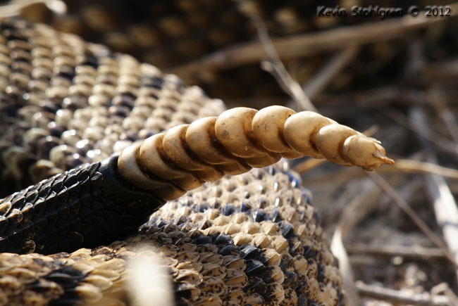 Il sonaglio del Crotalus adamanteus