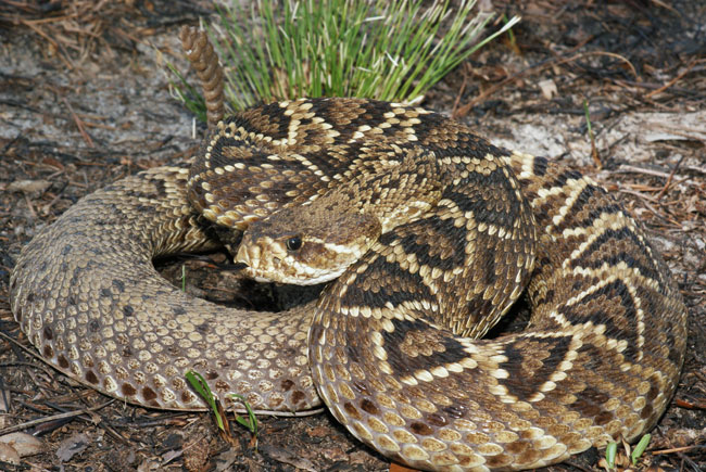 Un foto ravvicinata di un Crotalus adamanteus
