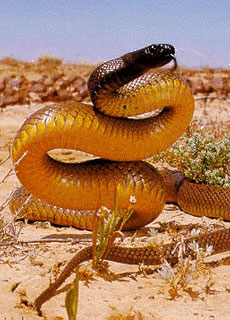 Taipan dell'interno (Oxyuranus microlepidotus)