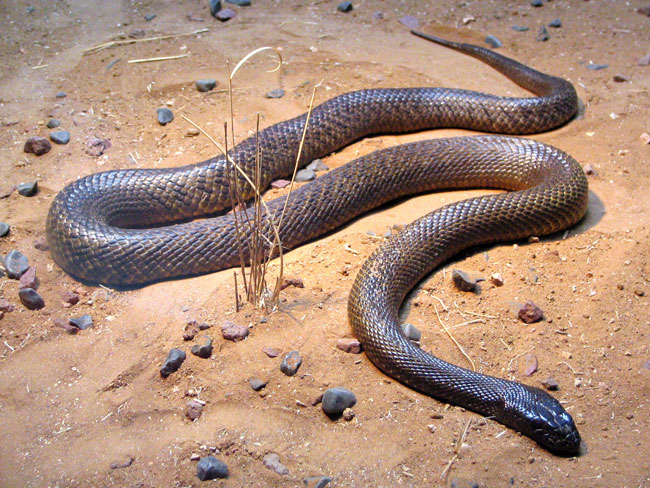 Un inland taipan strisciante nel deserto