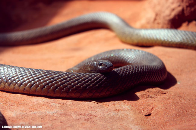 Un taipan dell'interno visto dal basso