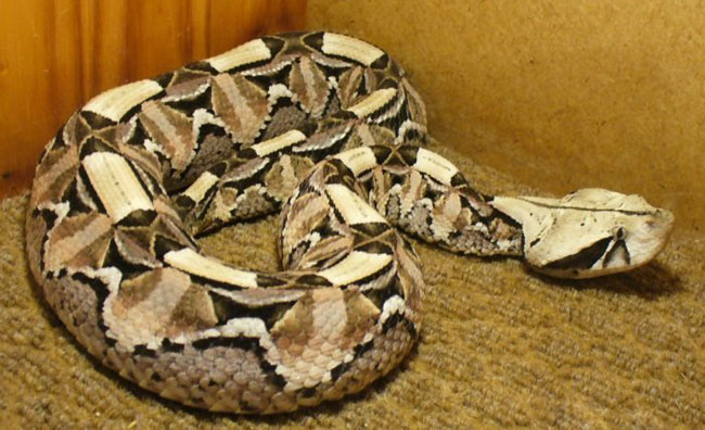 La foto di una Bitis Gabonica