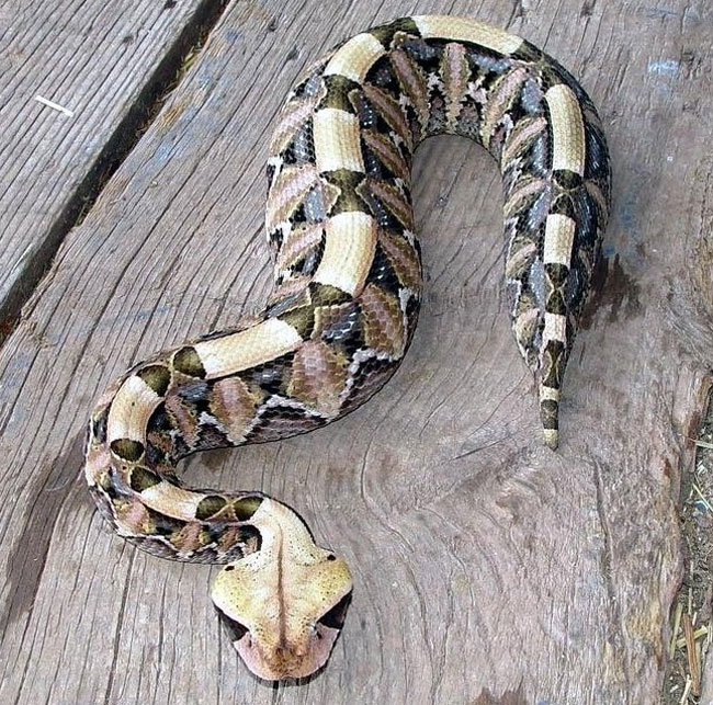 La foto di una Vipera del Gabon