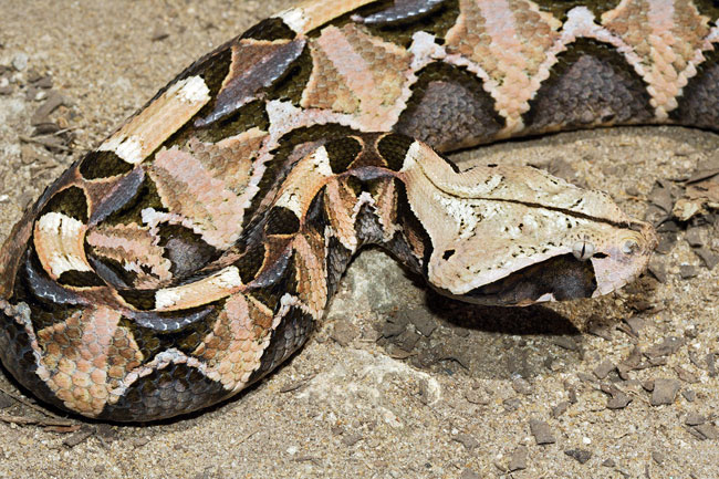 Una magnifico esemplare di Bitis Gabonica