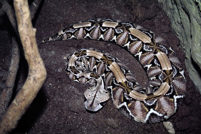 Una magnifico esemplare di Vipera del Gabon