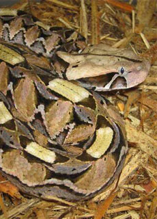 Vipera del Gabon (Bitis Gabonica)