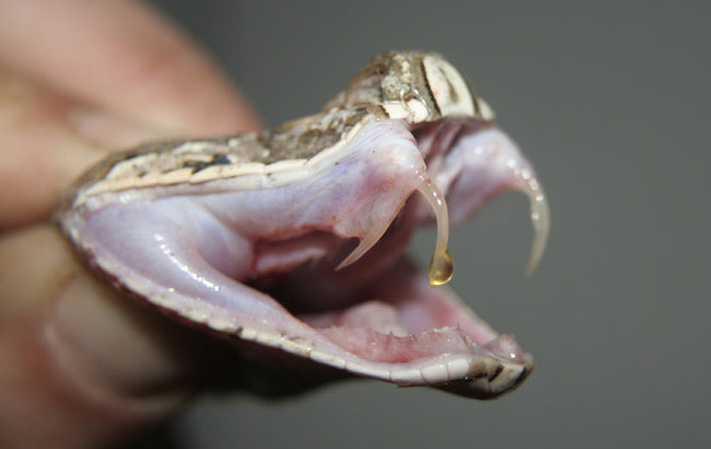 Le zanne della Bitis Gabonica, le più lunghe del regno dei serpenti