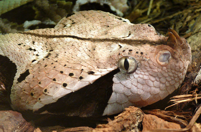 La foto ravvicinata della testa di una Vipera del Gabon