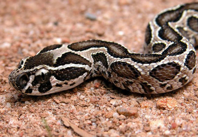 Il dettaglio detta testa di una Vipera di Russell