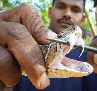 Le zanne di una Vipera di Russell