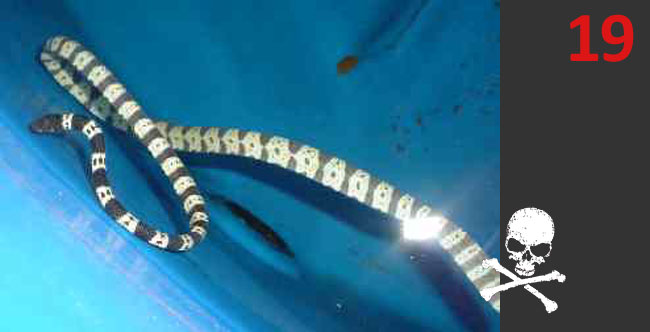 Hydrophis elegans