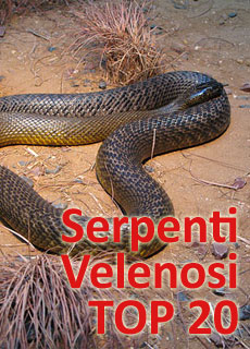 Serpenti velenosi: la classifica dei venti col veleno più potente