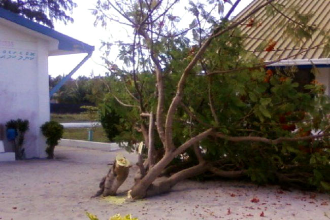 Il presunto albero posseduto abbattuto