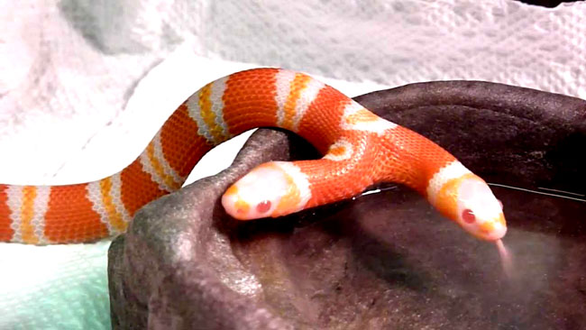 Una foto del serpente a due teste albino di Miami