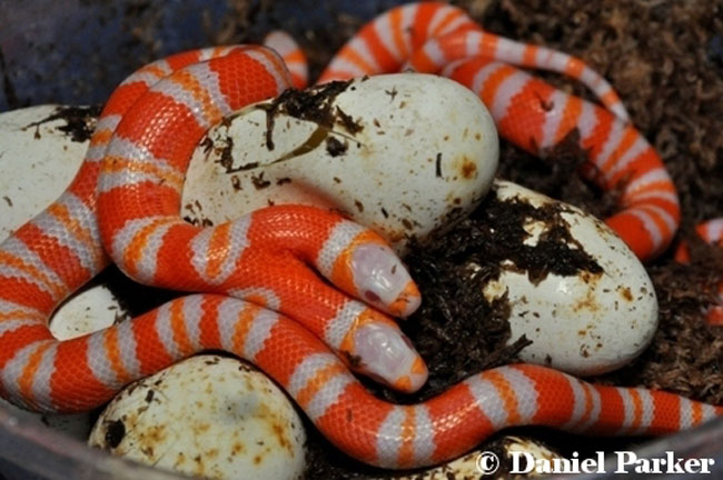 Una foto del serpente a due teste albino di Miami