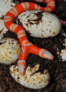 Storia curiosa, utile o strana: Serpente a due teste (bicefalo): l'Honduran milk snake albino della Florida