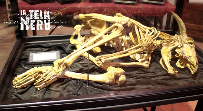 Lo scheletro di un minotauro