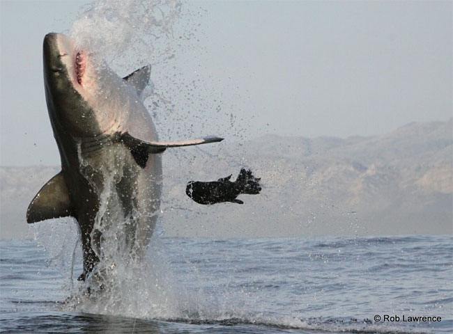 Una foto di un esemplare di Grande Squalo Bianco (Carcharodon carcharias) Una foto di un esemplare di Grande Squalo Bianco (Carcharodon carcharias)