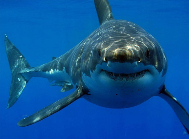 Una foto di un esemplare di Grande Squalo Bianco (Carcharodon carcharias) Una foto di un esemplare di Grande Squalo Bianco (Carcharodon carcharias)