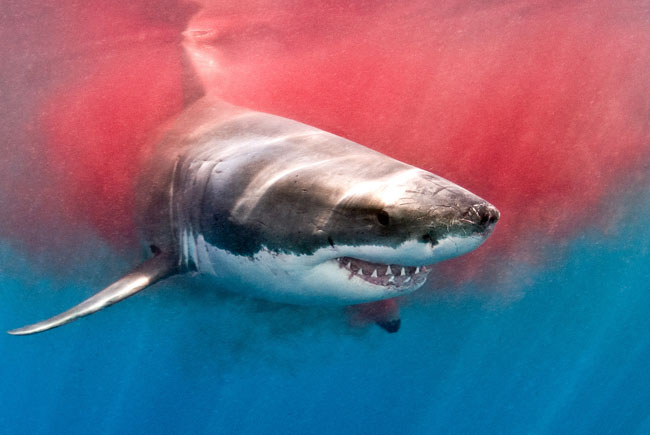 Una foto di un esemplare di Grande Squalo Bianco (Carcharodon carcharias) Una foto di un esemplare di Grande Squalo Bianco (Carcharodon carcharias)