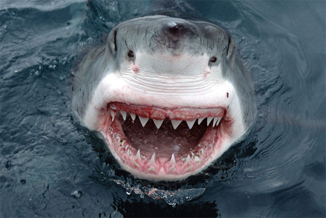 Una foto di un esemplare di Grande Squalo Bianco (Carcharodon carcharias) Una foto di un esemplare di Grande Squalo Bianco (Carcharodon carcharias)