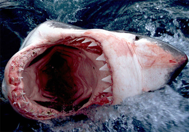 Una foto di un esemplare di Grande Squalo Bianco (Carcharodon carcharias) Una foto di un esemplare di Grande Squalo Bianco (Carcharodon carcharias)