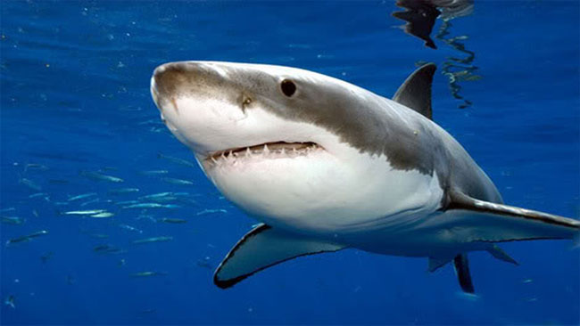 Una foto di un esemplare di Grande Squalo Bianco (Carcharodon carcharias) Una foto di un esemplare di Grande Squalo Bianco (Carcharodon carcharias)